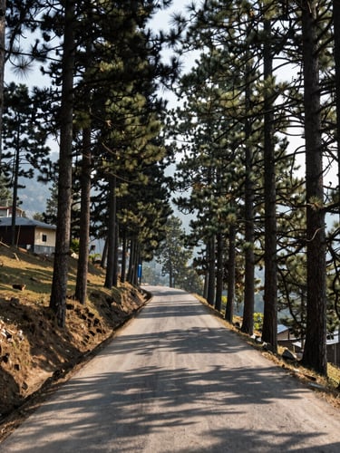A narrow mountain road winding through towering deodar pines in Kasauli, sharp morning shadows, crisp high-altitude air.