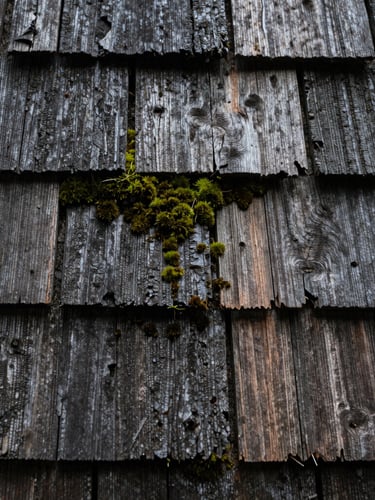 Macro shot of high-pressure water clean-cutting moss from weathered cedar shingles, moody PNW lighting, desaturated tones, 35mm