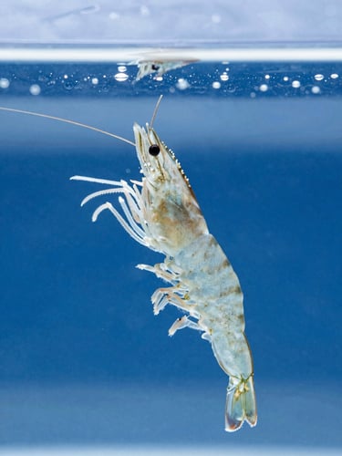 Macro close-up of healthy shrimp postlarvae swimming in crystal-clear laboratory water, bright cool lighting, clinical marine aesthetic