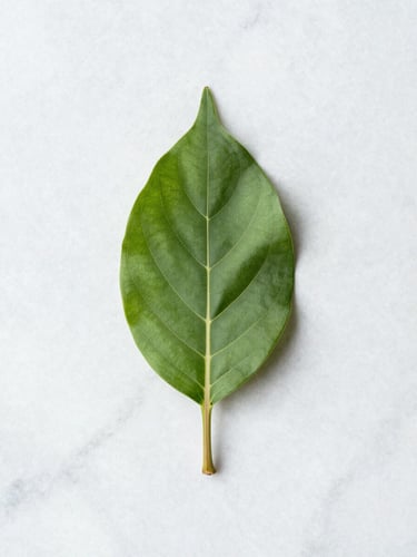 Raw botanical elements, a single green leaf resting on a clean marble surface, bright natural lighting, top-down view.