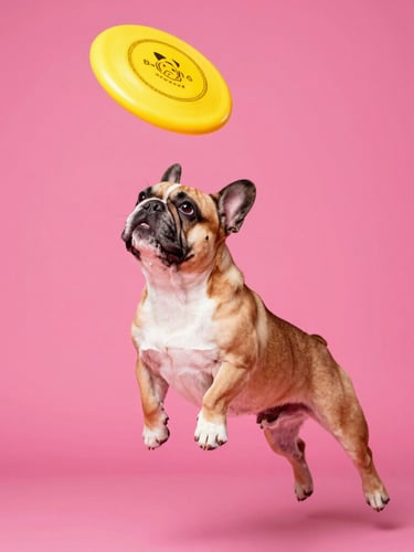 Dynamic low-angle pop-art photo of a French bulldog mid-air catching a bright yellow frisbee, high-key studio lighting, saturated colors, sharp focus, 35mm lens