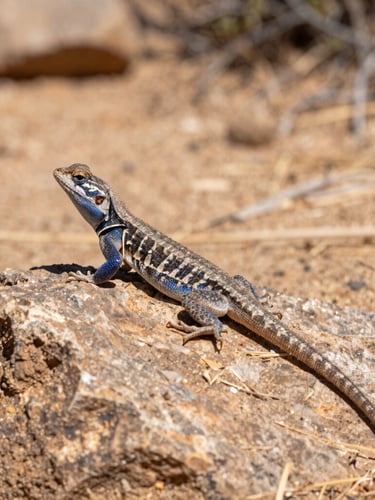 A blue-belly lizard basking on a sun-drenched rock in dry scrubland, low-angle macro shot, harsh midday sun, earthy tones with cobalt accents.