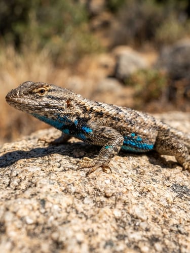 Extreme macro shot of a western fence lizard (Sceloporus occidentalis) basking on sun-baked granite, low-angle ground perspective, dry scrubland in soft focus background, harsh direct midday sun, earthy tones with vibrant cobalt blue scales visible.
