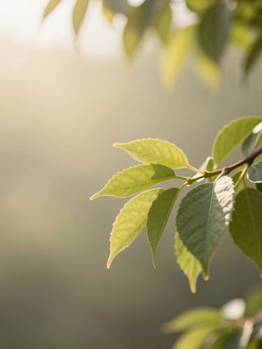Warm sunlight filtering through green leaves, soft focus, natural outdoor scene, conveying peace and growth.