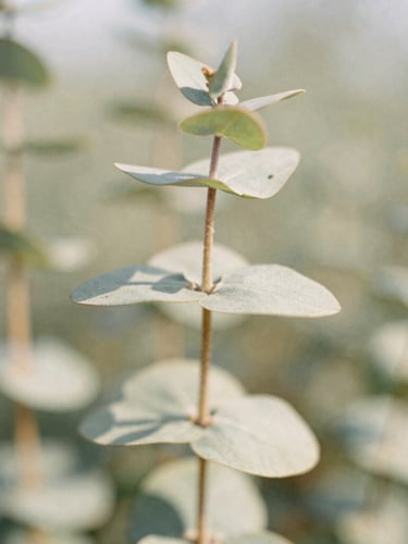 Macro close-up of a single eucalyptus stem, soft focus background, warm morning daylight casting gentle shadows on a linen texture, muted sage and earthy tones, 35mm film.