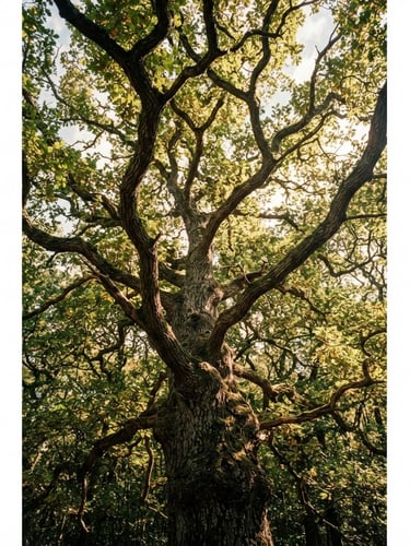 Dramatic low-angle shot looking up into a massive mature oak canopy, dappled forest sunlight filtering through leaves, crisp editorial 35mm photography.