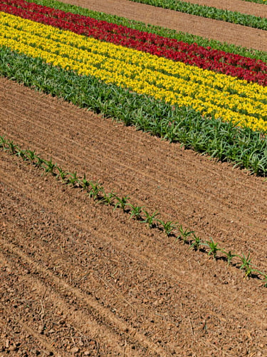 Wide panoramic view of expansive, neatly patterned fields under bright natural daylight, showing a clear transition between different crops in a rotation cycle, rich soil tones, vibrant crop colors.