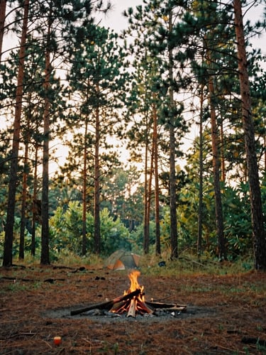 Eye-level shot of a private campsite buffered by thirty feet of native pine trees, soft golden-hour light filtering through the branches, campfire ring in the foreground, 35mm film texture.