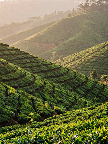 Lush green terraced tea gardens of Munnar rolling into misty hills, soft morning golden sunlight, medium format film style
