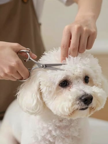 Close-up of professional groomer hands gently styling a clean, fluffy white dog with scissors, warm natural daylight, shallow depth of field