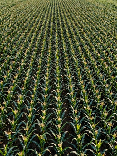 Extreme macro drone-like vertical perspective of a thriving, precision-irrigated commercial corn field at midday, vibrant organized green rows, clinical crop-science layout.