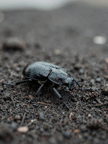 Moody macro photography of a ground beetle on dark damp soil, overcast natural light, desaturated grey tones, sharp focus, high contrast, 35mm
