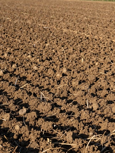 Wide environmental portrait of a thriving commercial crop field under bright morning sunlight, rich earth tones, 35mm
