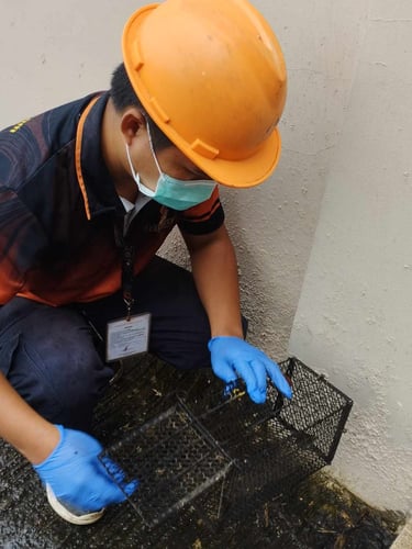 A pest control technician in safety gear sets a humane metal cage rat trap along an exterior wall.