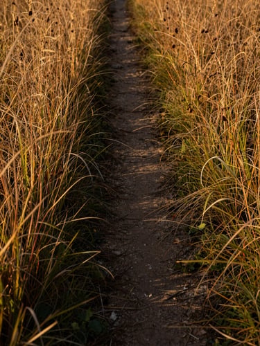 Close-up of a narrow dirt path cutting through tall autumn grass in the Swabian Alb, golden-hour side light raking across the ground texture, no people, no markers, intimate ground-level framing