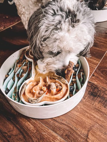 slow feeder dog bowl to prevent bloat and fast eating
