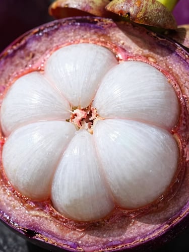 Macro close-up of a sliced open purple mangosteen with pristine white segments, set against a dark, high-contrast background under bright natural daylight.