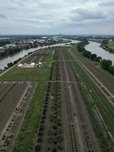 A wide aerial view of a massive reforestation corridor in cool, overcast daylight, showing structured planting patterns across a river basin.