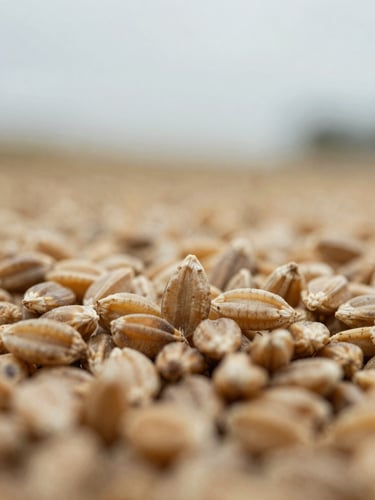 Macro close-up of raw golden wheat seeds, sharp focus, overcast natural daylight, desaturated earth tones, 35mm
