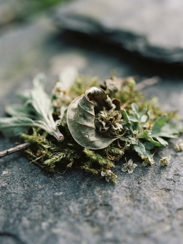 Macro detail of botanical specimens on a clean stone surface, soft diffused daylight, muted sage and slate tones, shallow depth of field, 35mm film.