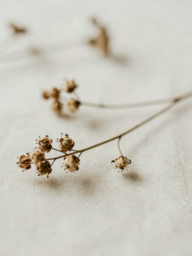 Close-up of a dried botanical specimen gently resting on textured linen, soft diffused side daylight, shallow depth of field.