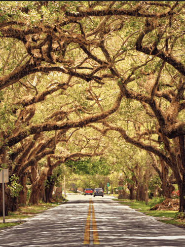 A scenic road lined with ancient live banyan trees forming a natural canopy over the street.
