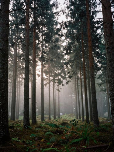 Moody vertical portrait of a dense pine forest in the Harz mountains, thick fog rolling between dark trunks, soft diffused light, rich textures
