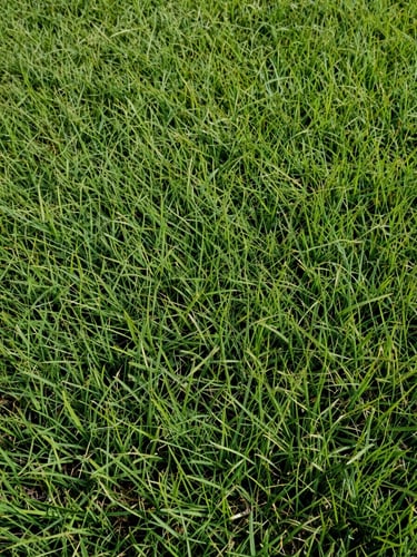 Extreme close-up of dense, healthy Carolina lawn turf in bright midday daylight, individual grass blades sharp and richly green, soil texture faintly visible at the base, wide horizontal framing with generous negative space on the left side
