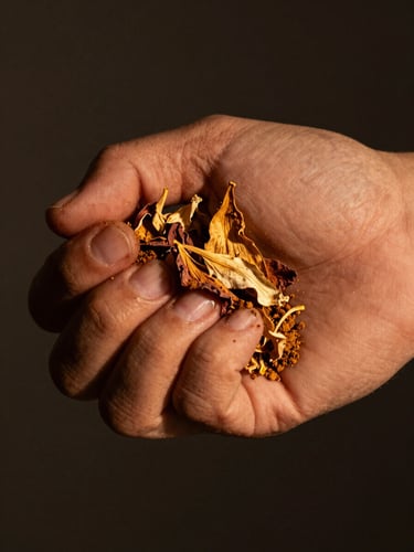 Close-up portrait-oriented frame of a human hand releasing dried petals and powdered spice from a loose fist, warm amber studio light raking across the skin and material from the left, deep shadow background, tactile and intimate, no face visible