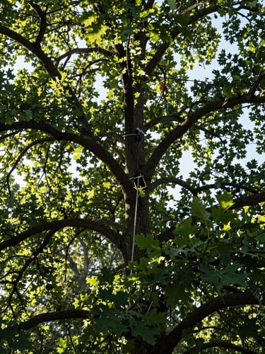 Low-angle shot looking up into a mature sun-dappled oak canopy, clean safety ropes visible, natural morning light filtering through leaves