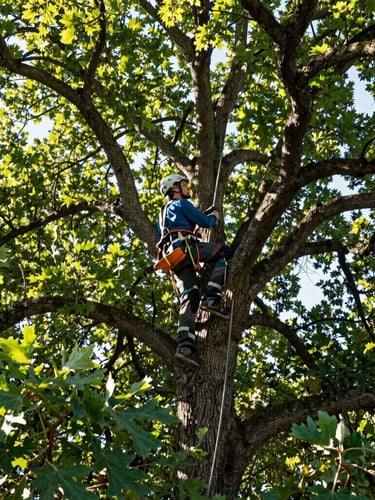 Arborist in clean safety gear climbing a mature oak tree in morning light, low angle looking up into a vibrant green canopy, 35mm lens
