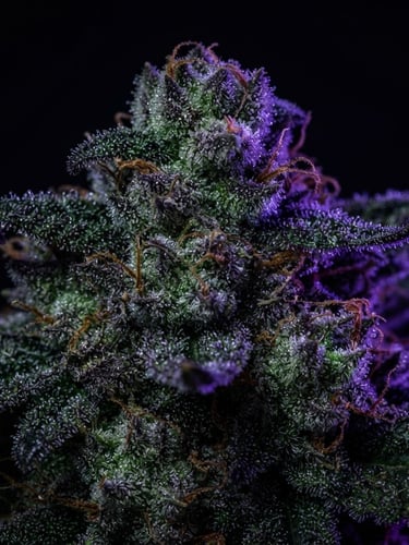 Macro studio photograph of premium cannabis flower, vivid green trichomes, deep dark background, sharp neon violet accent lighting, hyper-detailed commercial style.