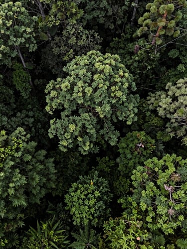 Wide aerial shot of a lush restored native forest canopy in high-contrast natural daylight, vibrant green foliage reclaiming the land, deep forest green tones, sharp detail, 35mm.
