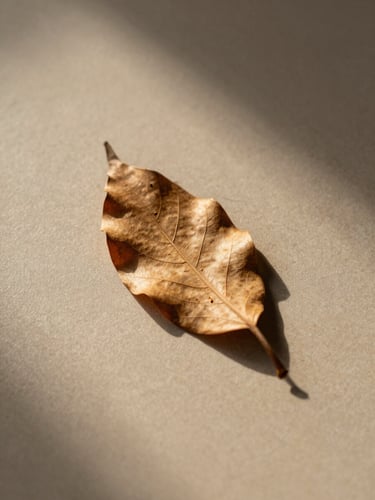 A single dry leaf casting a delicate shadow on a textured beige surface, warm diffuse light, minimalist composition.
