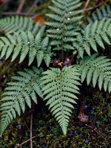 Close-up macro shot of native Pacific Northwest ferns and damp moss in soft overcast daylight, rich soil tones, 35mm film grain