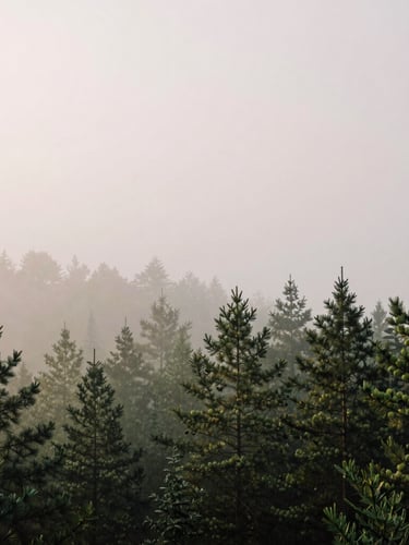 Misty pine forest at dawn, soft diffused light, morning fog, muted forest green tones, minimalist composition, 35mm photography
