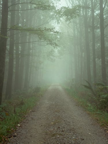 Misty forest path at dawn, soft diffused light, pastel green tones, minimalist composition, 35mm