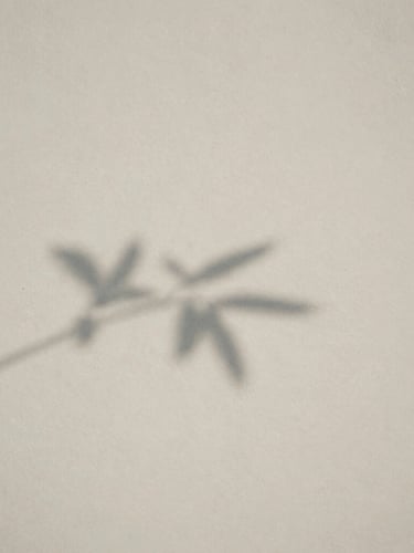 Soft shadow of a branch cast on a clean, textured off-white wall, quiet minimalist fine art photography, diffused afternoon light