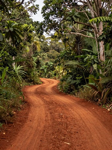 Wide-angle landscape of red earth paths winding through lush green Misiones forest, warm daylight filtering through dense leaves, organic texture.