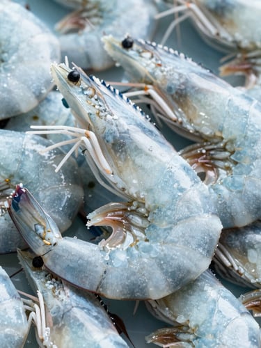 Close-up of perfectly calibrated frozen Ecuadorian white shrimp, clean commercial photography, cool blue and silver tones, sharp focus