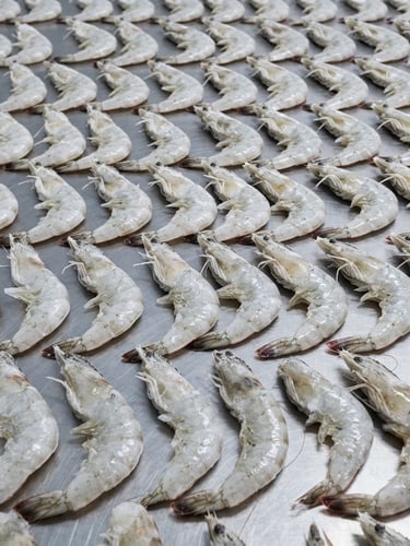 Close-up macro photography of frozen IQF Ecuadorian white shrimp, perfectly calibrated and arranged on a clean industrial steel surface, bright cool lighting, sharp focus.