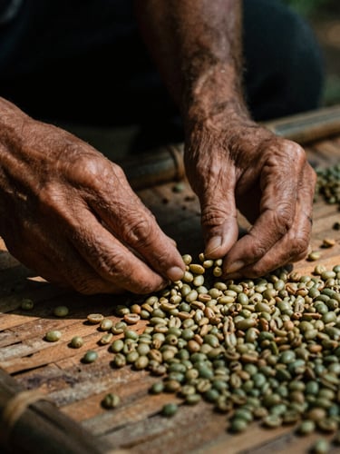 Macro shot of weathered hands carefully sorting sun-drying green coffee beans on a traditional bamboo mat, soft natural side light, deep shadows, rich textures.