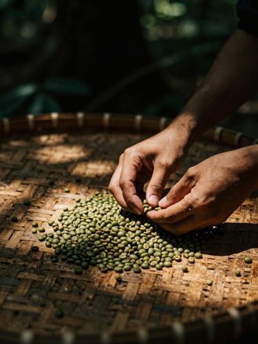 Moody close-up of hands sorting green coffee beans on a woven bamboo mat under the filtered golden light of a forest canopy, deep shadows