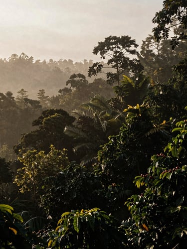 Wide environmental landscape of mist-shrouded Sumatran coffee forest canopy at dawn, golden-hour light filtering through leaves, deep shadows.