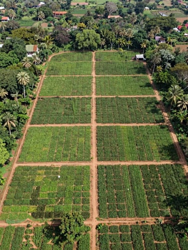 Overhead orthomosaic drone mapping view of a structured plantation grid in Tamil Nadu, bright natural daylight, crisp documentary style.