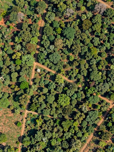 Overhead orthomosaic drone view of a structured native tree plantation in Tamil Nadu, crisp daylight, high-resolution GIS mapping style