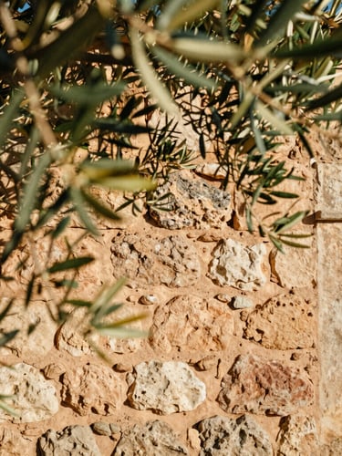 Warm editorial close-up of sun-dappled ancient stone walls of the finca, olive branches gently framing the shot, soft focus, 35mm film style