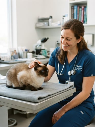 Veterinária sorrindo e interagindo gentilmente com um gato siamês calmo em uma mesa de exame moderna, luz natural brilhante, ambiente clínico limpo, soft depth of field, 35mm