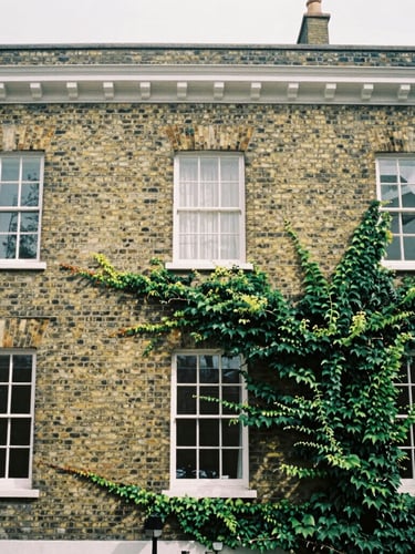 An off-center architectural crop of a Georgian brick facade in Twickenham under soft overcast daylight, natural window shadows, muted forest green ivy climbing the side, editorial film photography style
