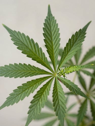 A close-up of a perfectly healthy cannabis fan leaf with vibrant green turgor, soft diffused daylight highlighting the clean botanical structure, neutral background.